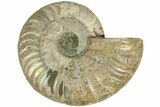 Cut & Polished Ammonite Fossil (Half) - Madagascar #206830-1